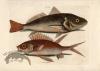 Catesby Fish 1